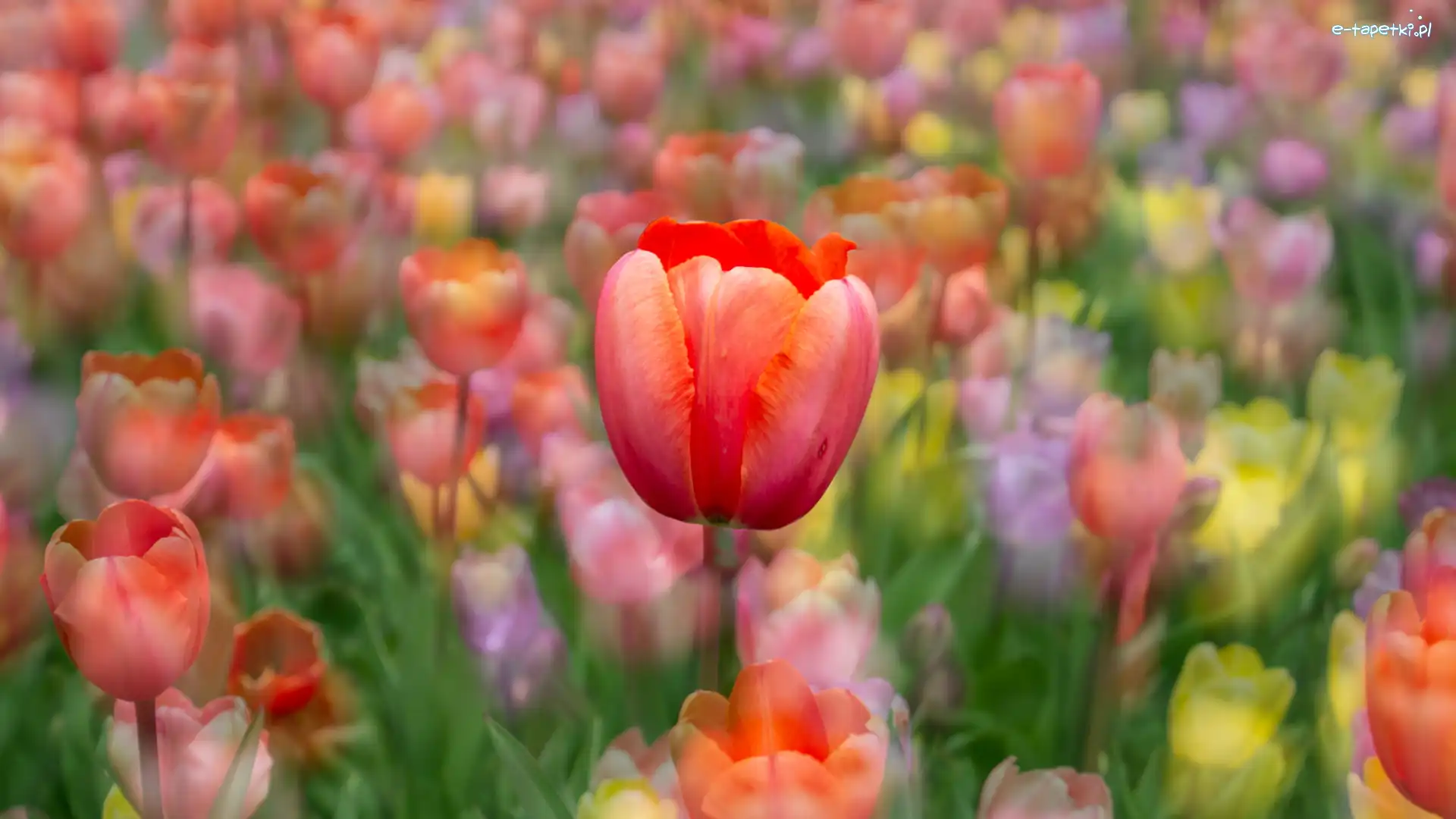 Czerwony, Kolorowe tło, Tulipan, Tulipany