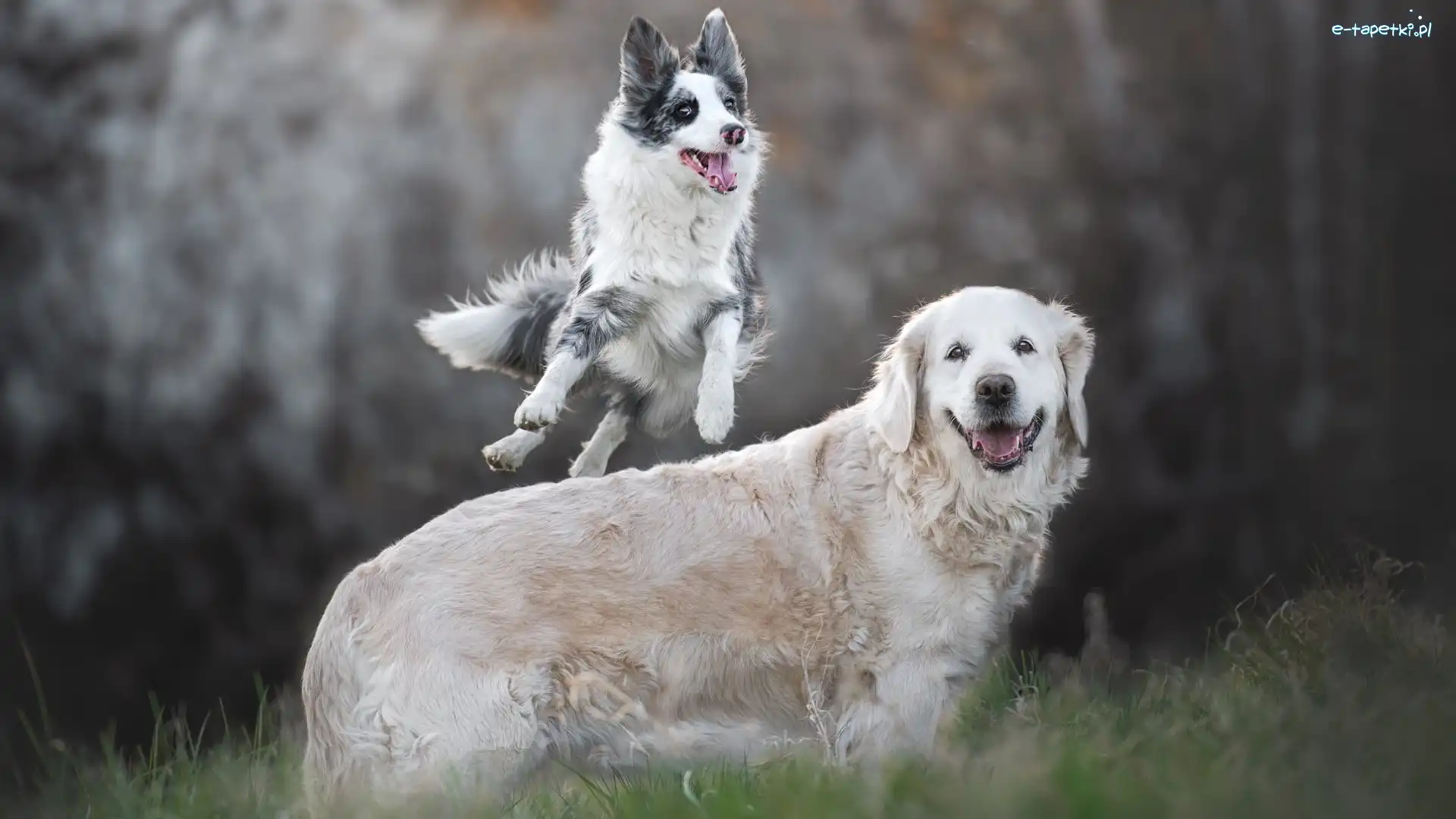 Dwa, Border collie, Psy, Skok, Golden retriever