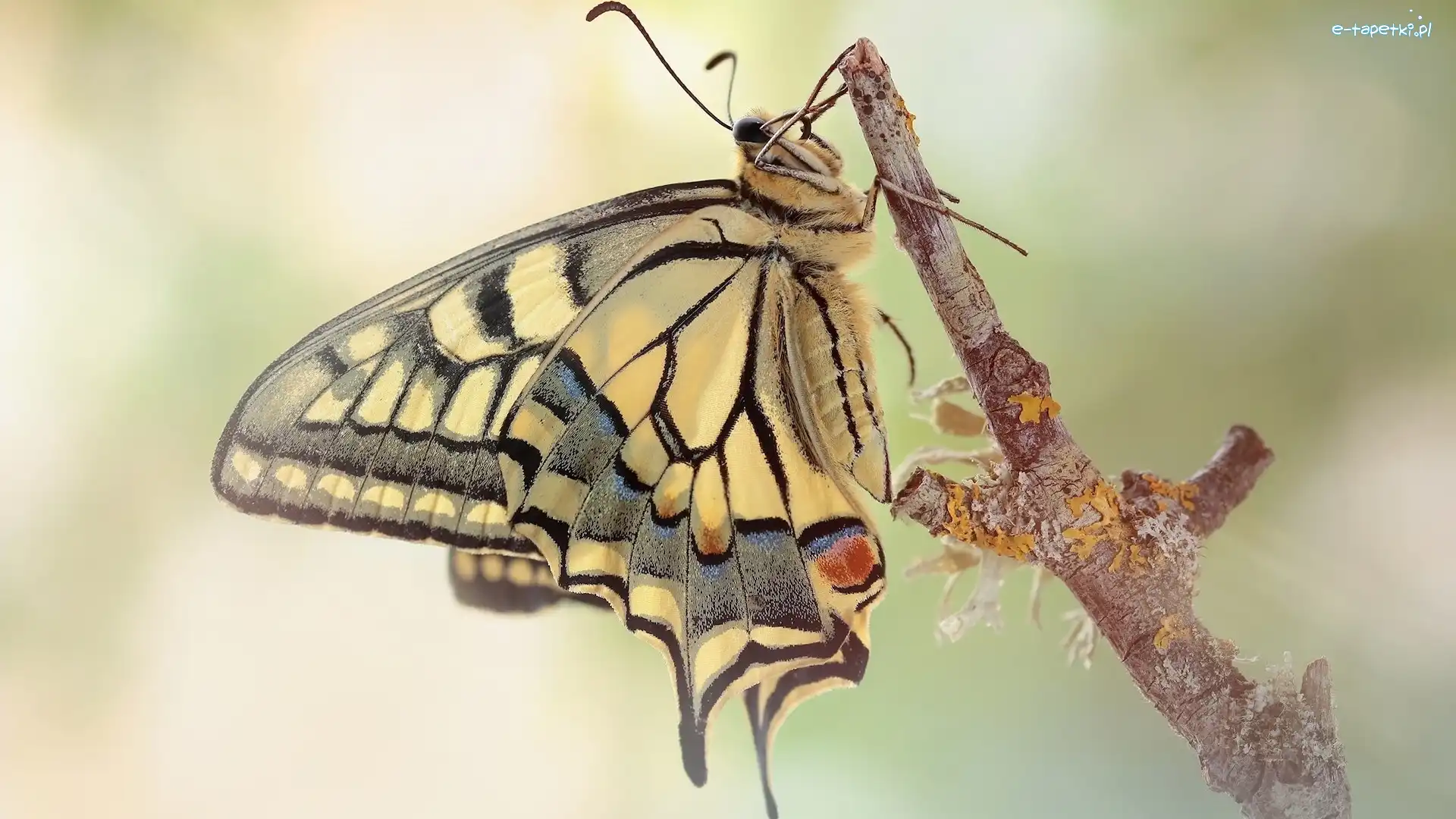 Gałązka, Paź królowej, Motyl