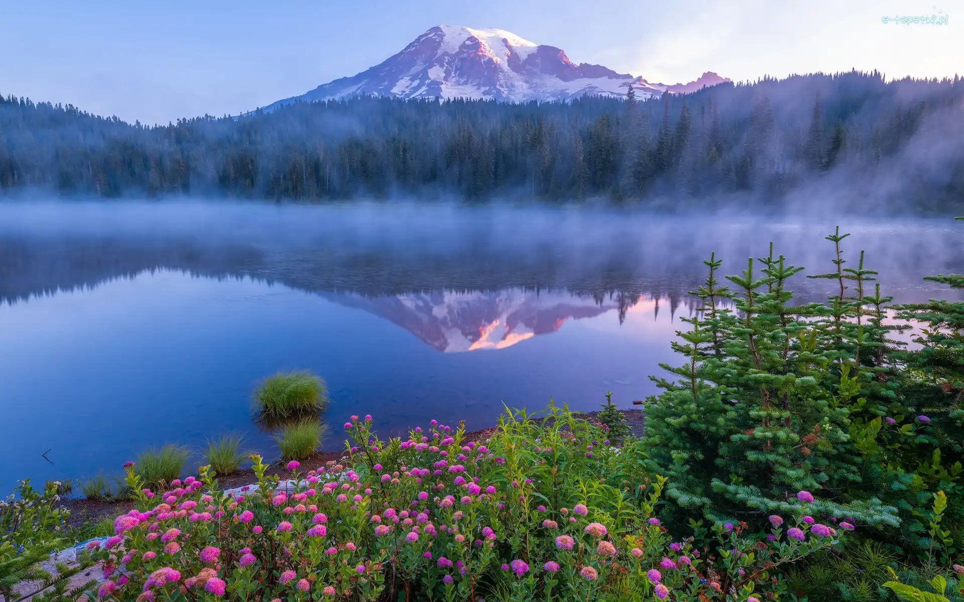 Jezioro, Park Narodowy Mount Rainier, Odbicie, Stratowulkan Mount Rainier, Stany Zjednoczone, Drzewa, Kwiaty, Stan Waszyngton, Świerki, Góry, Mgła