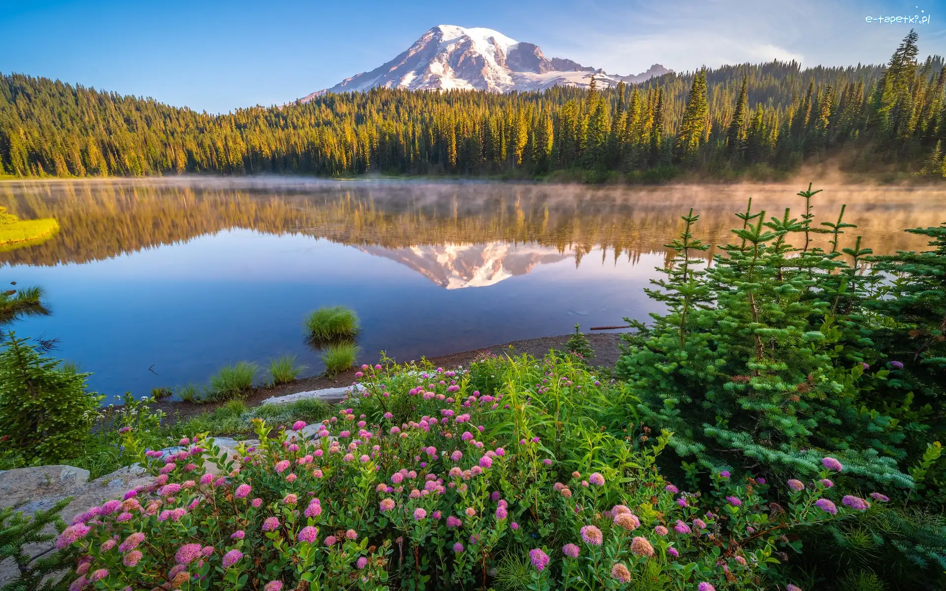 Odbicie, Góry, Stany Zjednoczone, Jezioro, Drzewa, Świerki, Kwiaty, Park Narodowy Mount Rainier, Stratowulkan Mount Rainier, Stan Waszyngton
