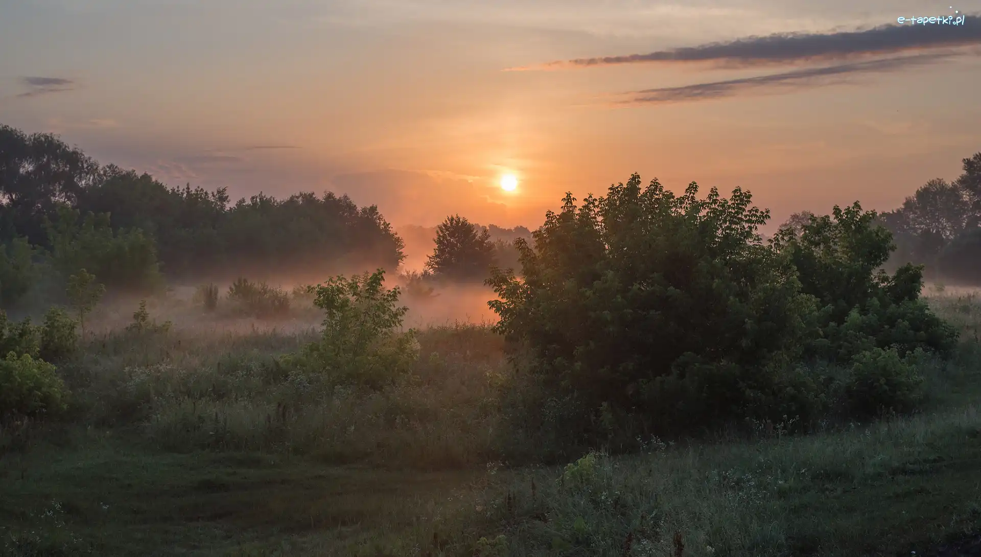 Łąka, Krzewy, Drzewa, Wschód słońca, Mgła