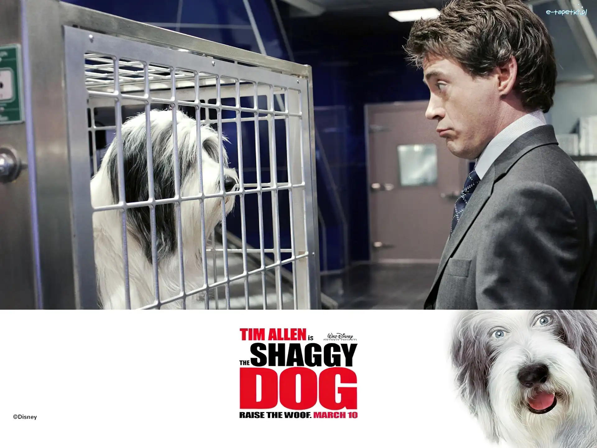 The Shaggy Dog, pies, schronisko, mężczyzna, klatka
