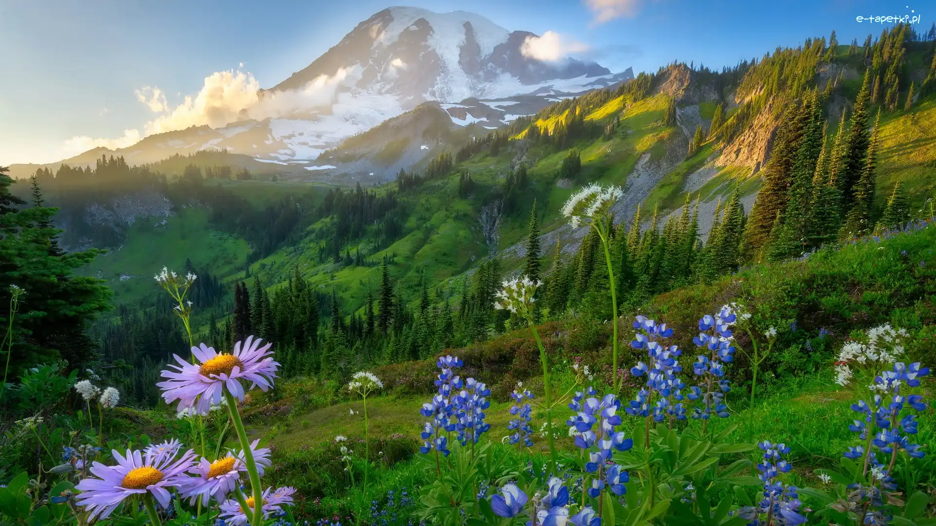 Wschód słońca, Stratowulkan Mount Rainier, Stany Zjednoczone, Łubin, Góry, Fioletowe, Kwiaty, Łąka, Park Narodowy Mount Rainier, Stan Waszyngton