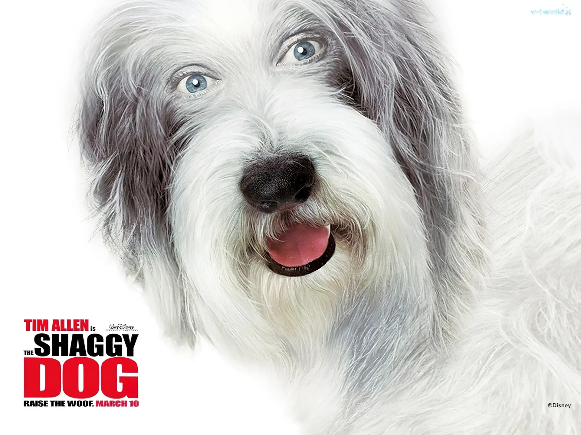 pies, napis, pysk, The Shaggy Dog