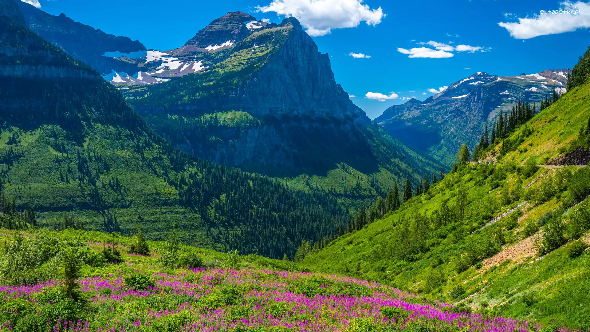 Łąka, Góry Skaliste, Stany Zjednoczone, Montana, Lato, Zielone, Lasy, Park Narodowy Glacier