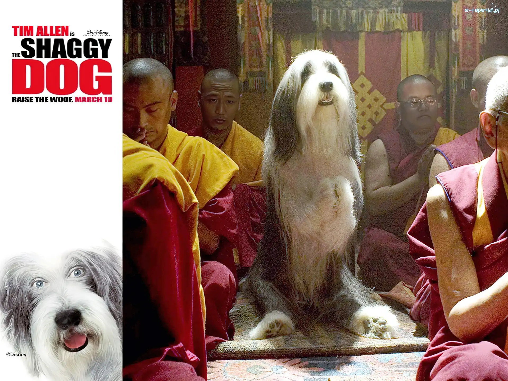 The Shaggy Dog, buddyzm, pies, modły, Azjaci