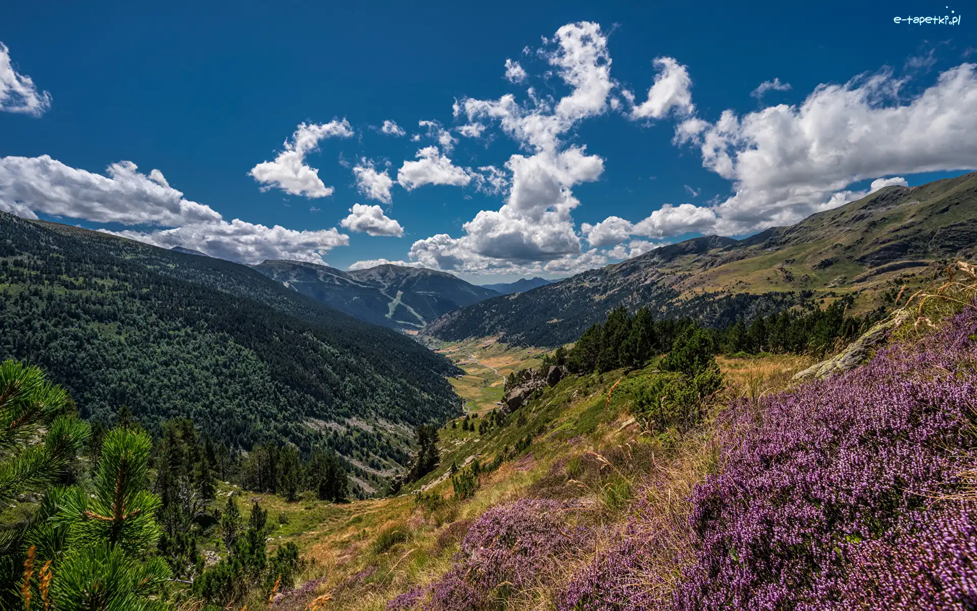 Soldeu, Incles Valley, Wrzosy, Drzewa, Lasy, Andora, Pireneje, Dolina, Góry