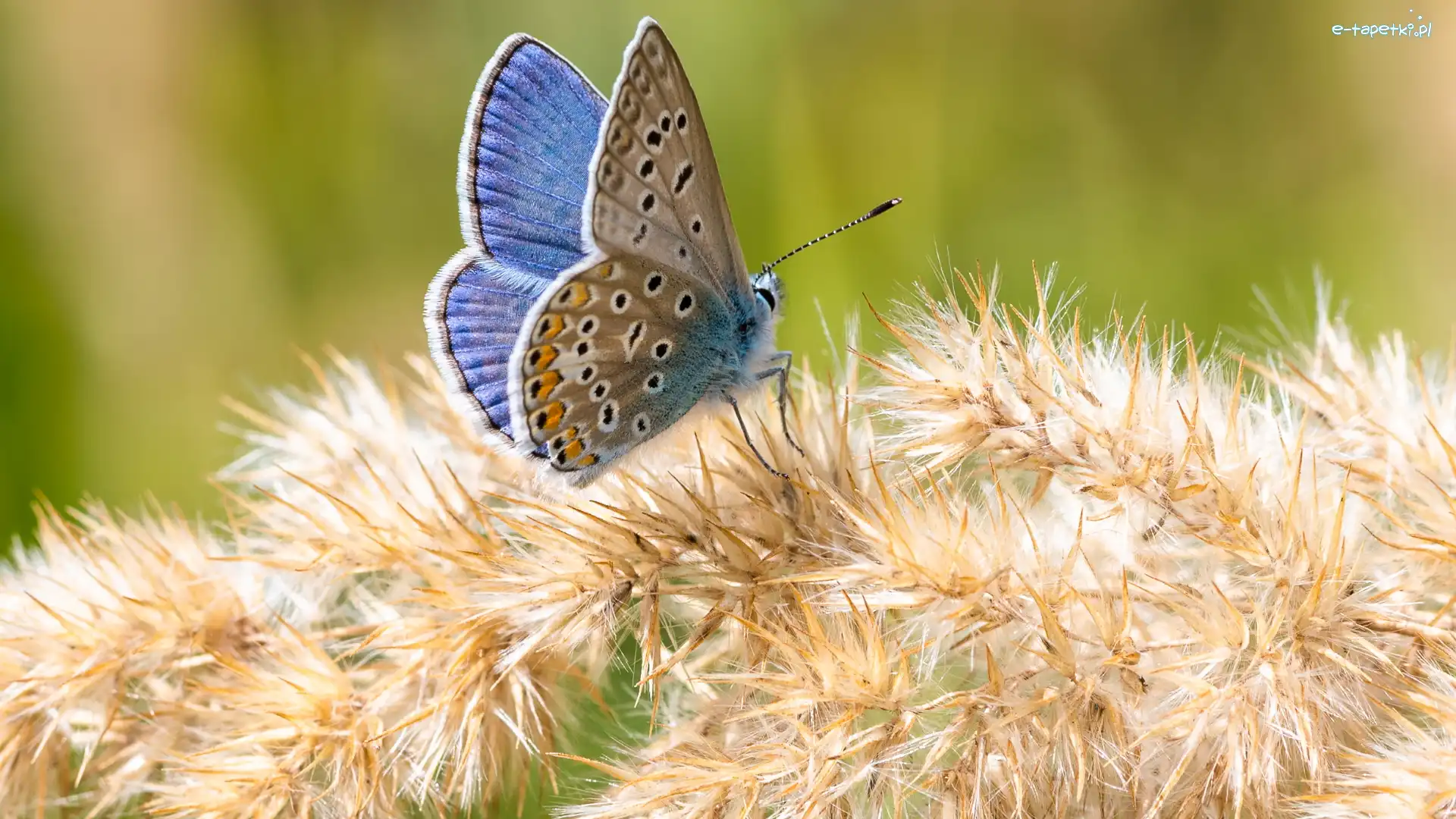 Motyl, Roślina, Modraszek ikar, Niebieski