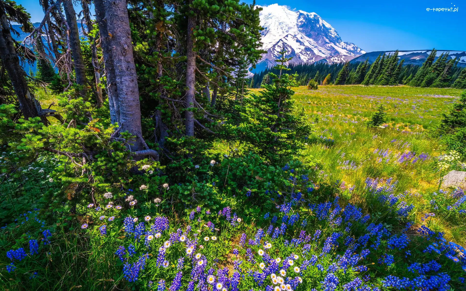 Drzewa, Stratowulkan Mount Rainier, Stany Zjednoczone, Łubin, Góry, Niebieskie, Kwiaty, Łąka, Park Narodowy Mount Rainier, Stan Waszyngton