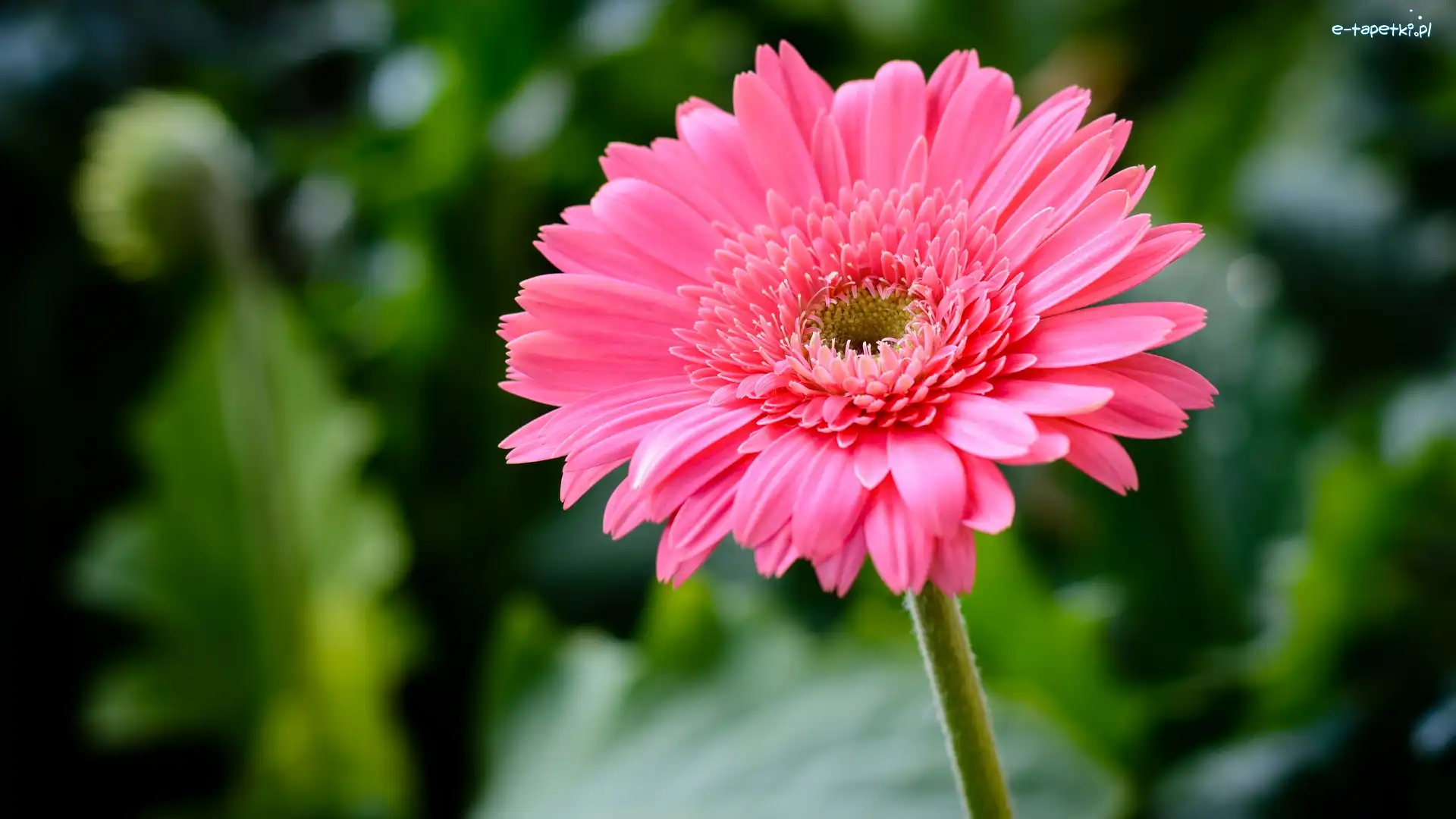 Kwiat, Gerbera, Różowa