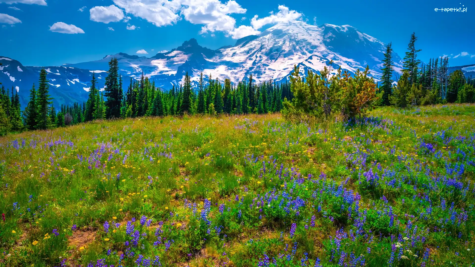 Kwiaty, Fioletowe, Park Narodowy Mount Rainier, Drzewa, Góry, Stany Zjednoczone, Stan Waszyngton, Łąka, Łubin