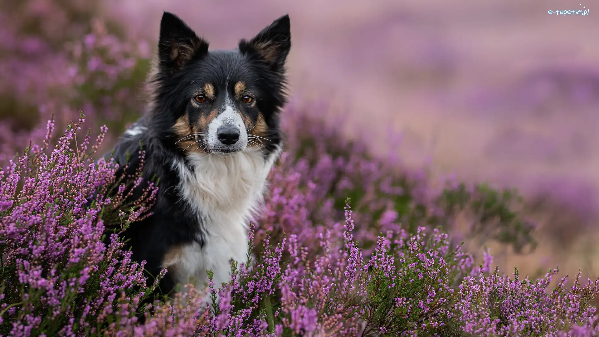 Pies, Kwiaty, Border collie, Wrzosy, Fioletowe