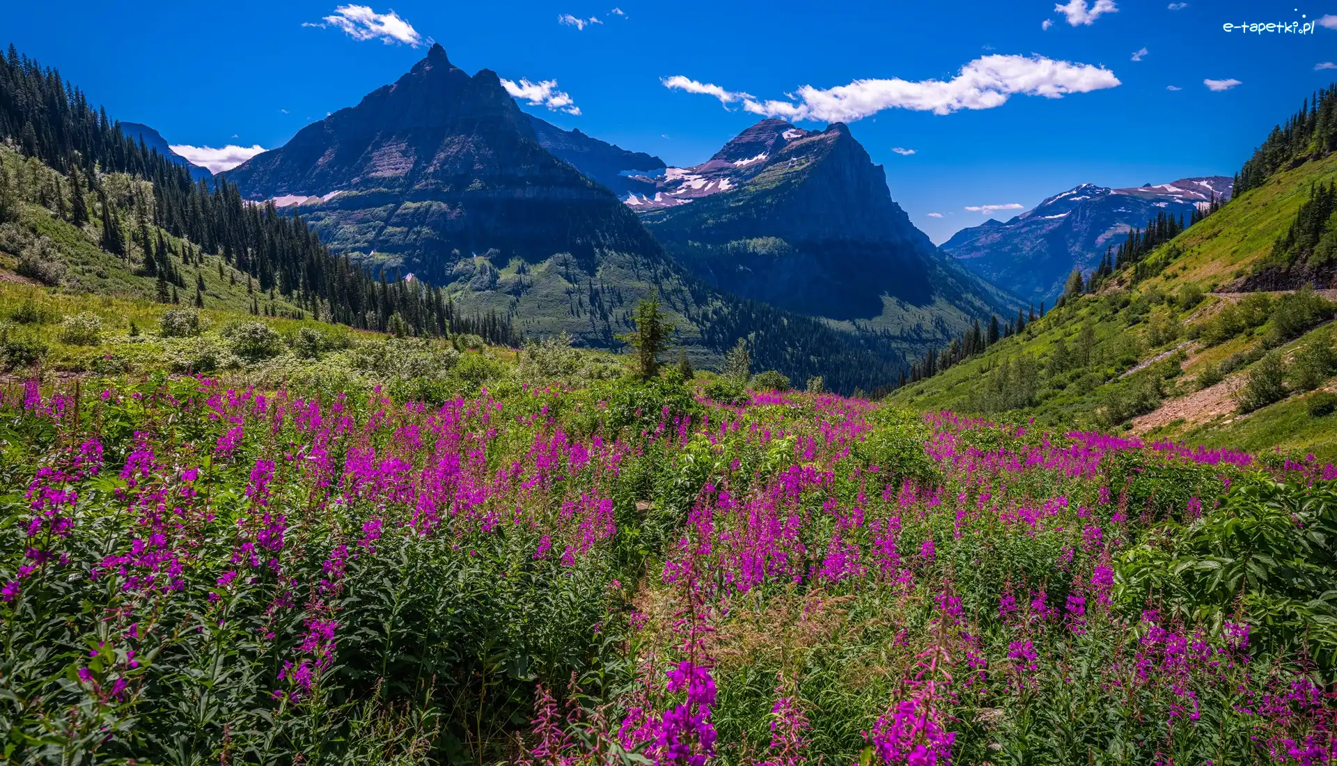Stany Zjednoczone, Łąka, Kwiaty, Góry Skaliste, Park Narodowy Glacier, Montana, Drzewa