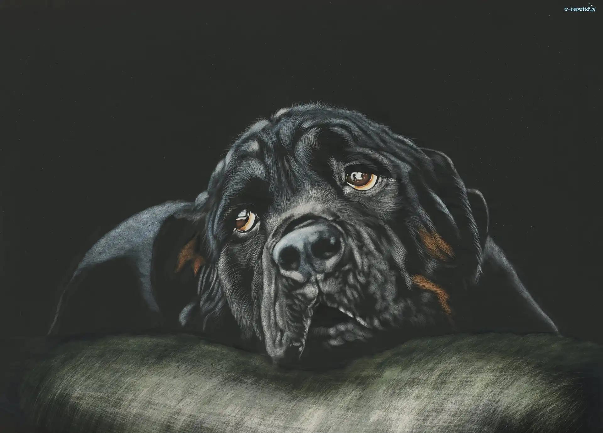 Grafika, Rottweiler, Pies