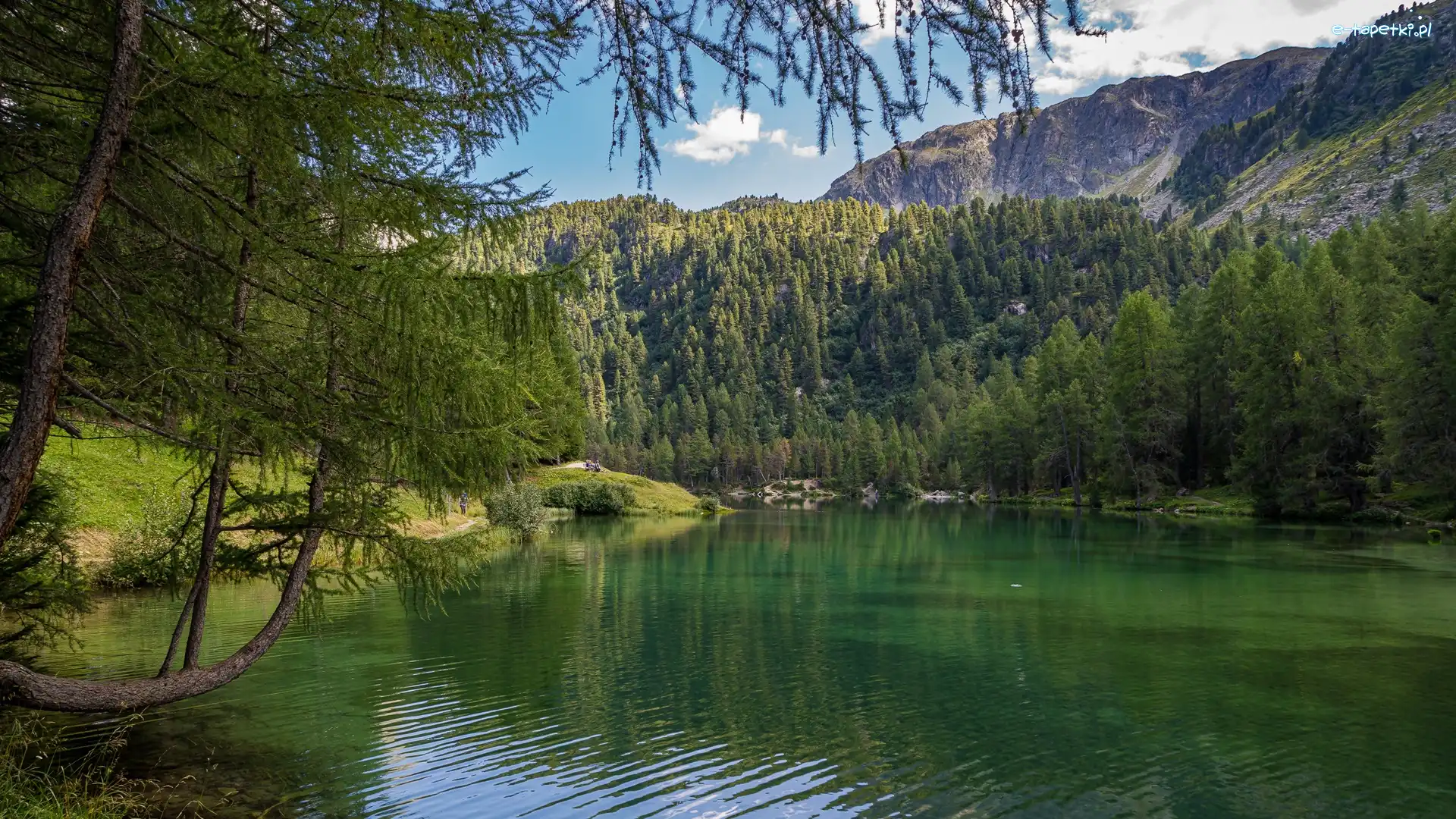 Szwajcaria, Jezioro, Góry, Drzewa, Las