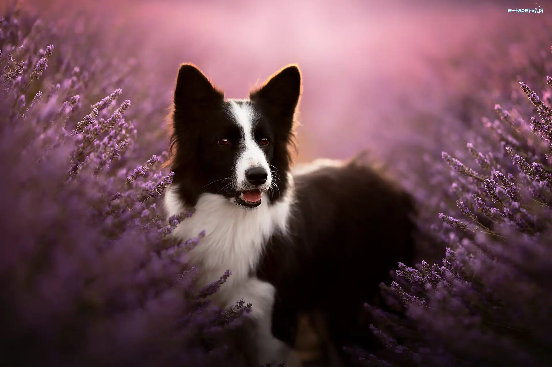 Pies, Wrzosy, Border collie, Czarno-biały