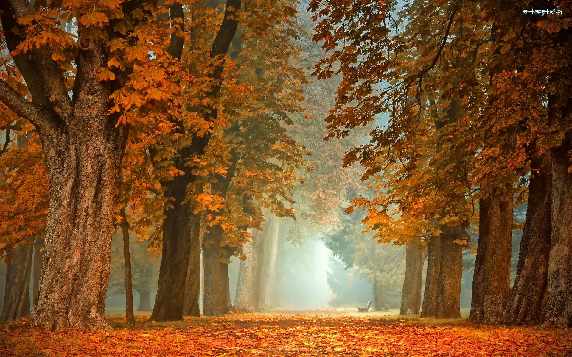 Park, Ławka, Mgła, Jesień, Kasztanowce, Drzewa