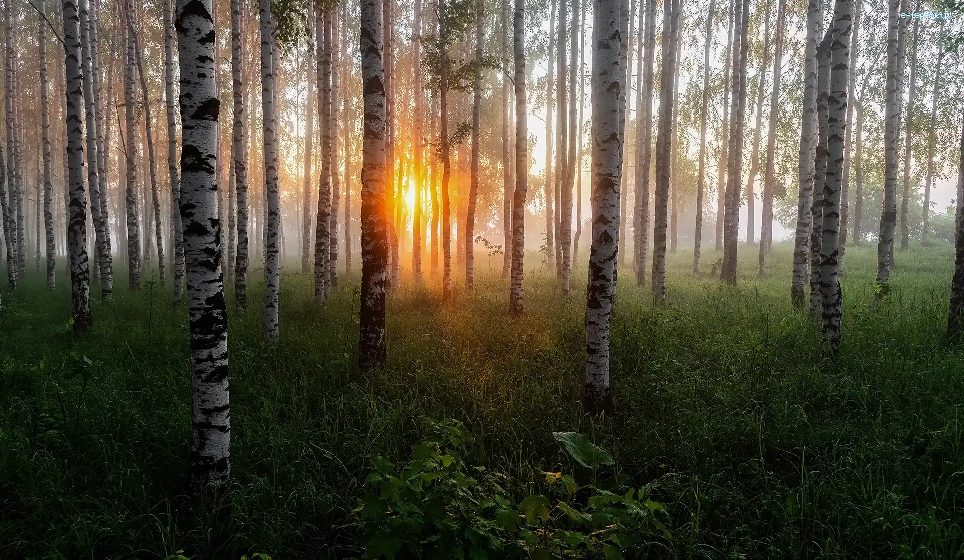 Poranek, Drzewa, Wschód słońca, Rośliny, Brzozy, Las