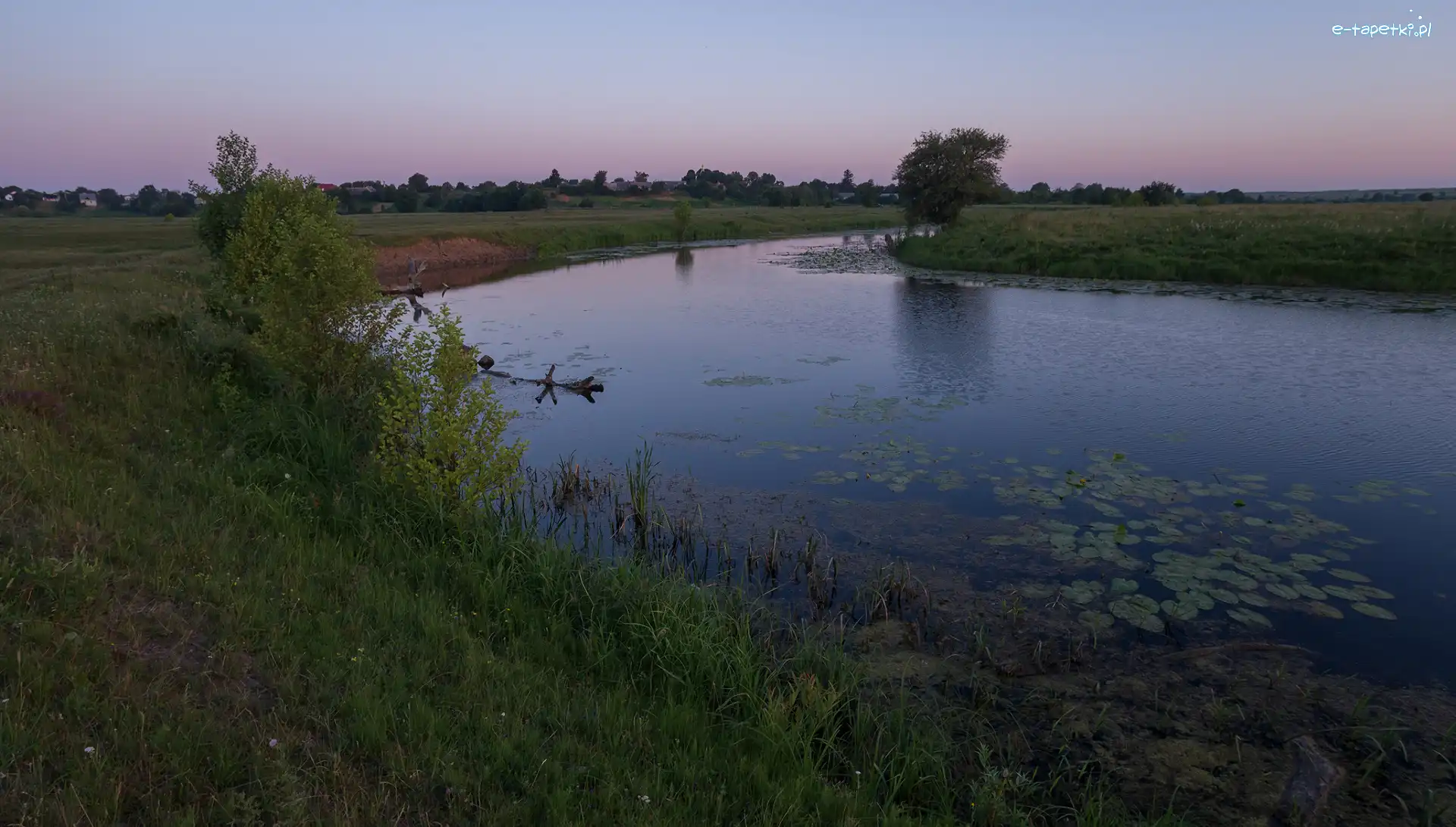 Drzewa, Rośliny, Trawa, Staw