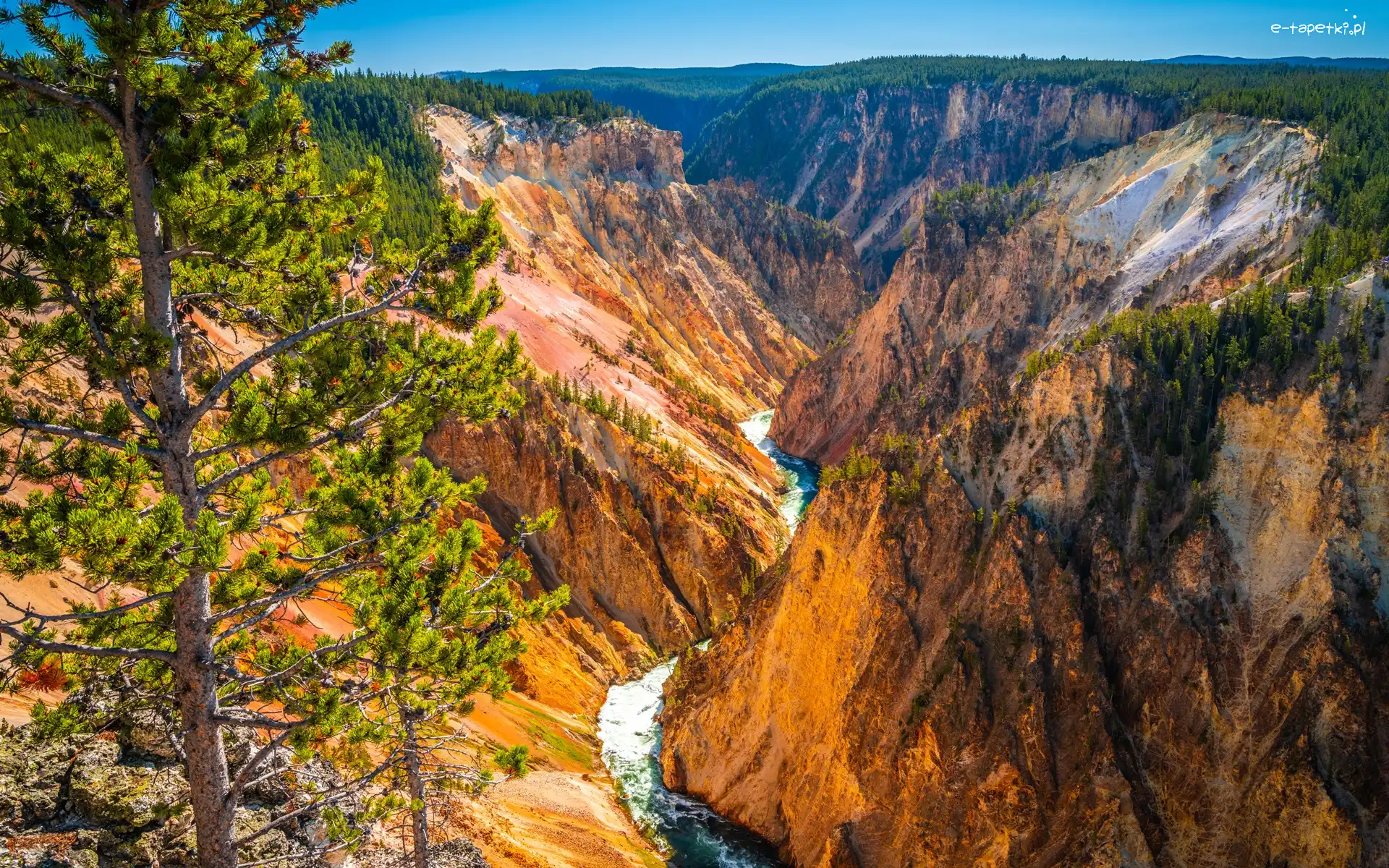 Drzewo, Yellowstone River, Wielki Kanion Yellowstone, Wąwóz, Góry, Stany Zjednoczone, Stan Wyoming, Rzeka, Park Narodowy Yellowstone