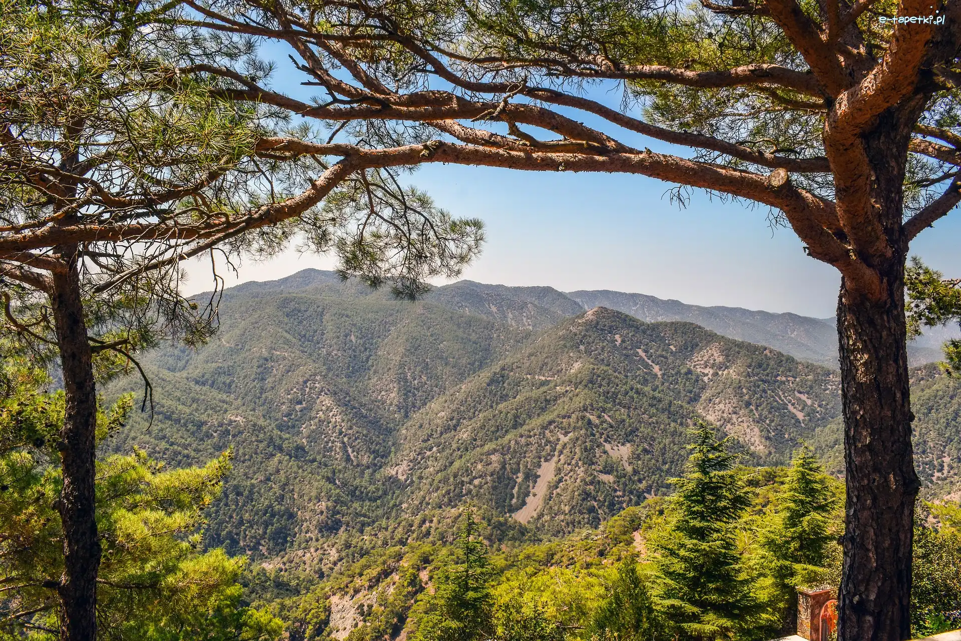 Góry Troodos, Cypr, Drzewa, Zalesione