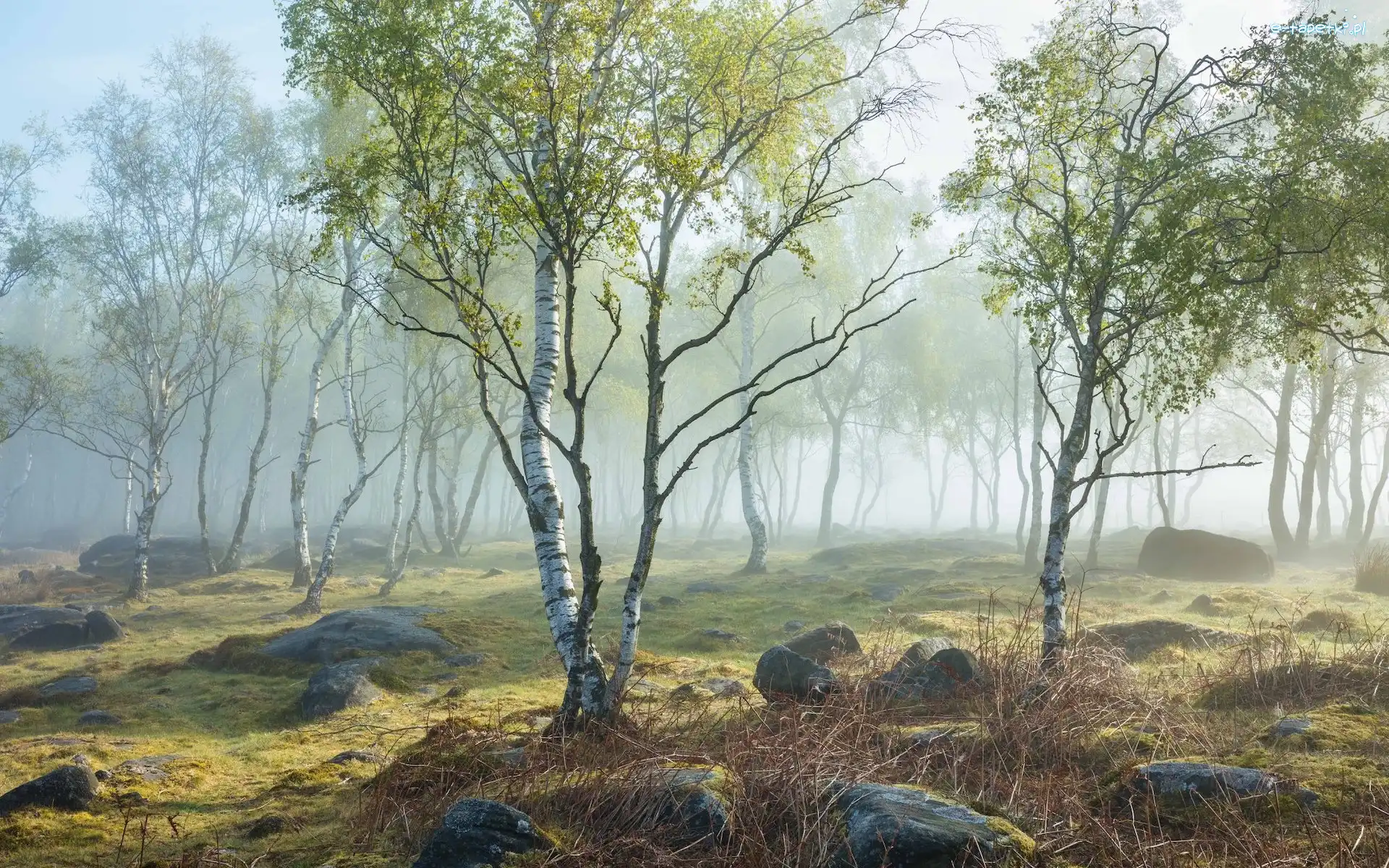 Kamienie, Drzewa, Anglia, Hrabstwo Derbyshire, Brzozy, Mgła, Park Narodowy Peak District, Wiosna