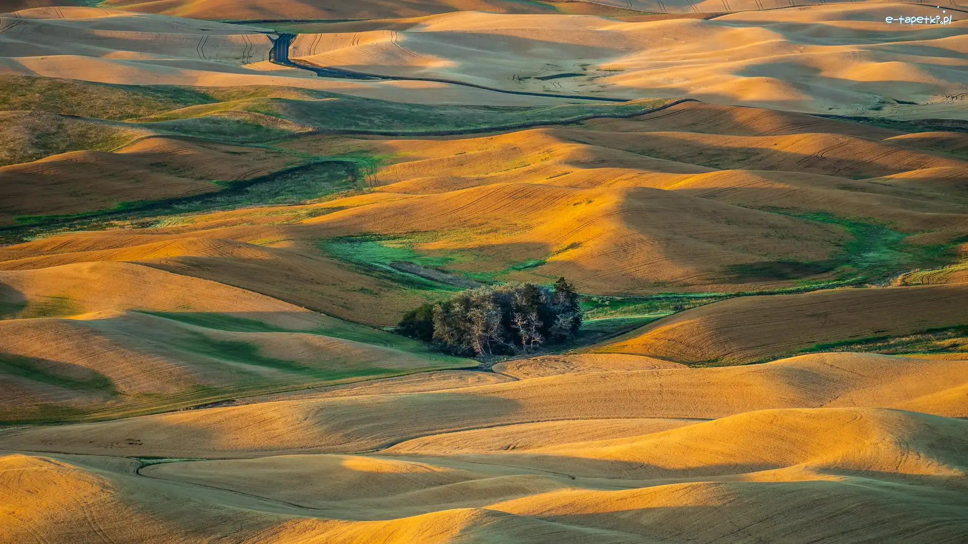 Stany Zjednoczone, Pola, Steptoe Butte State Park, Drzewa, Wzgórza, Stan Waszyngton, Region Palouse