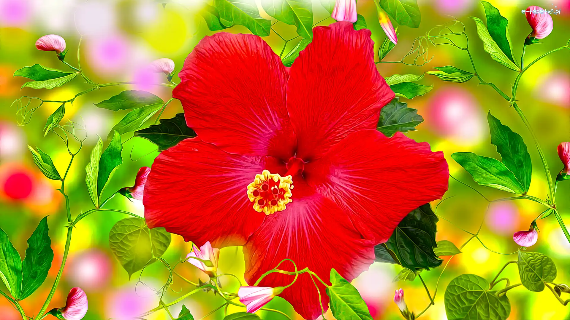 Hibiskus, Grafika, Groszek pachnący, Kwiaty
