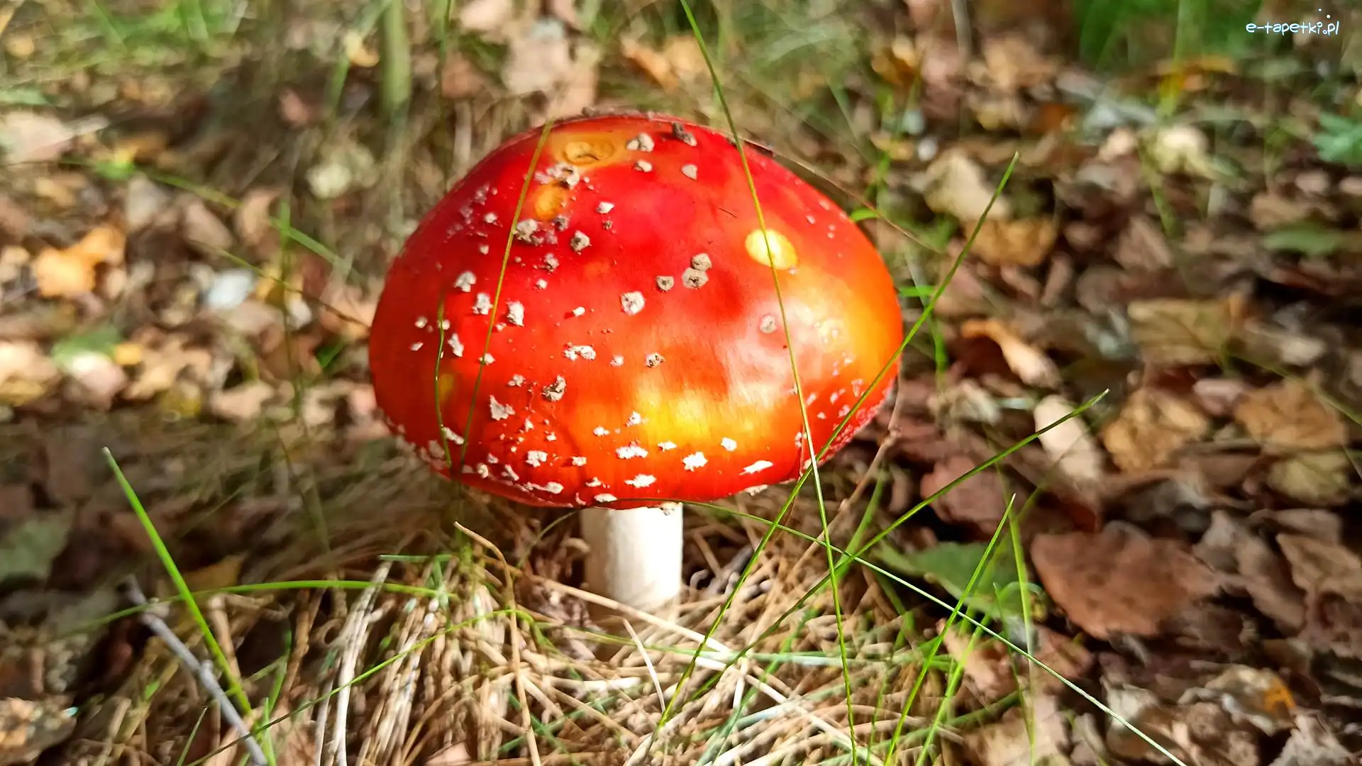 Muchomor, Ściółka, Trawa, Grzyb