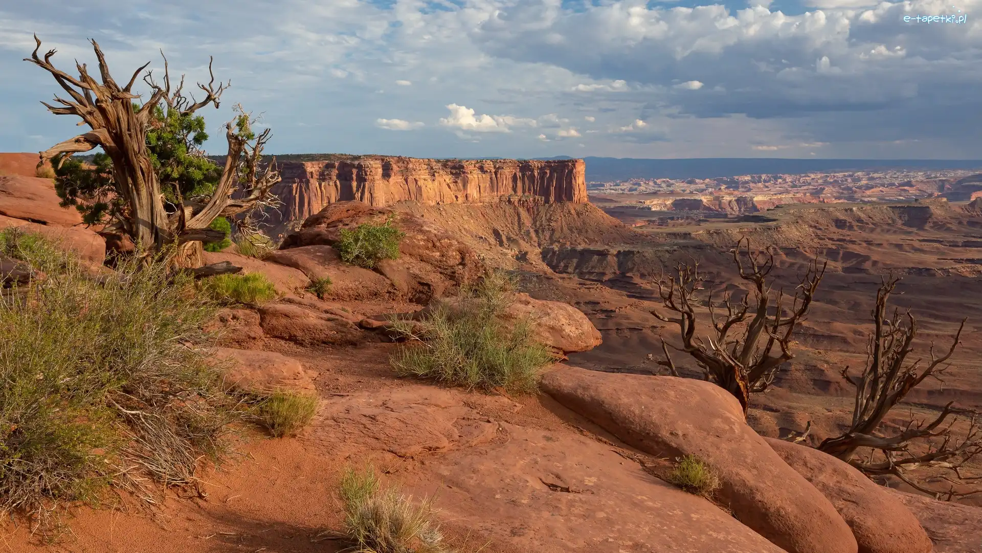 Kanion, Rośliny, Park Narodowy Canyonlands, Stany Zjednoczone, Stan Utah