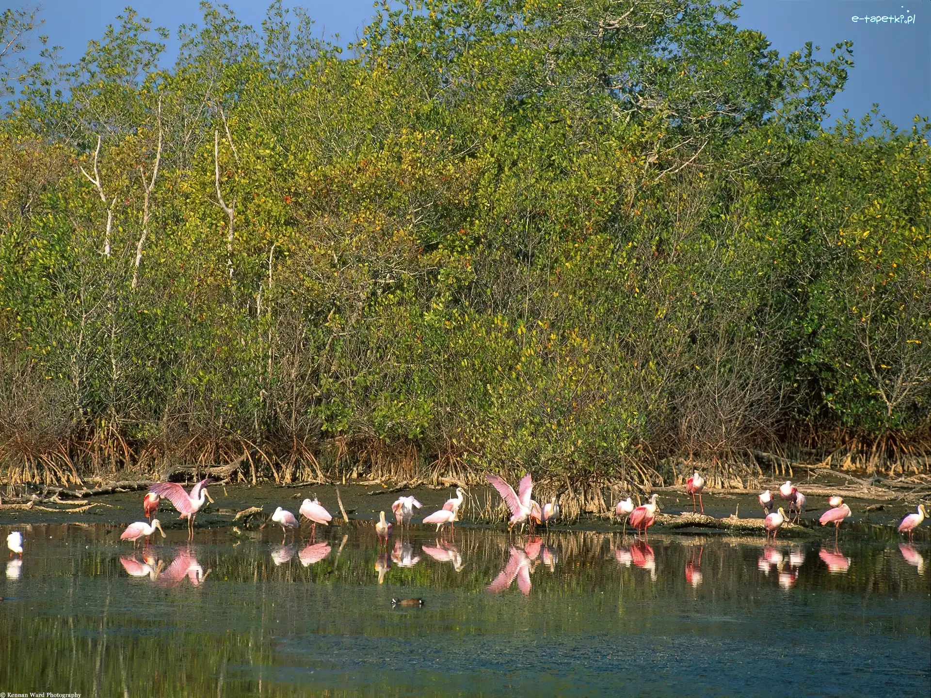 drzewa, jezioro, woda, Flamingi