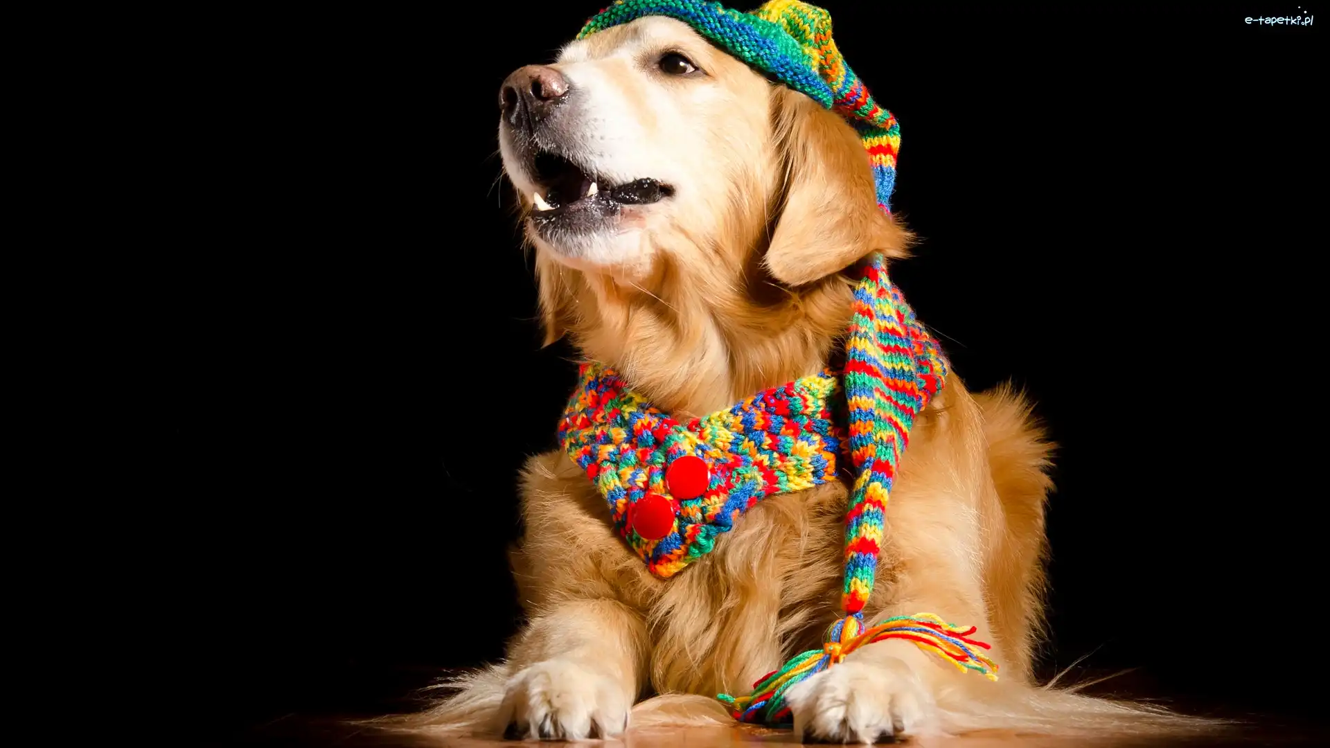 Golden retriever, Czapka, Szalik, Tło, Ciemne