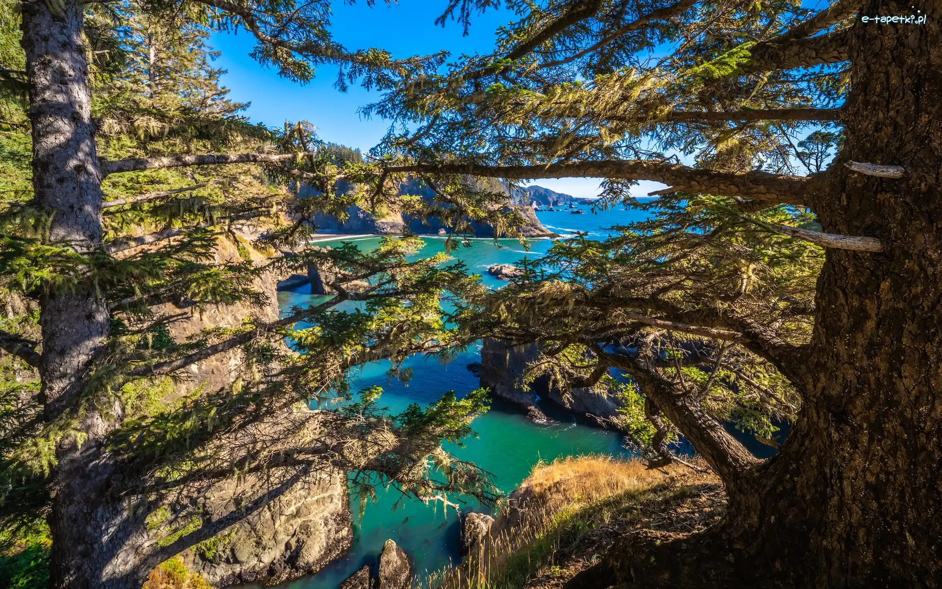 Samuel H. Boardman State Scenic Corridor, Stan Oregon, Gałęzie, Drzewa, Park stanowy, Morze, Skały, Stany Zjednoczone