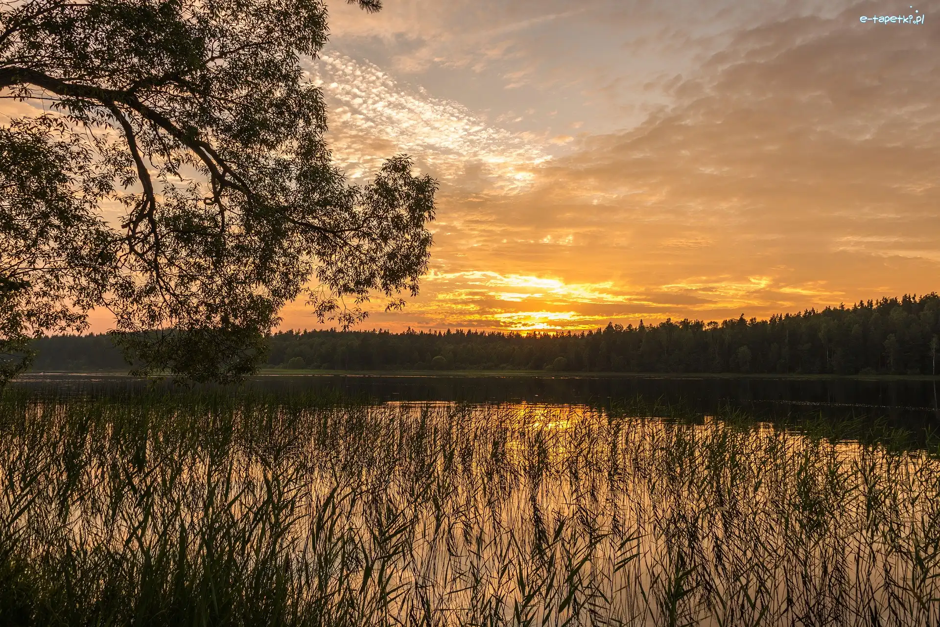 Jezioro, Szuwary, Drzewa, Wschód słońca