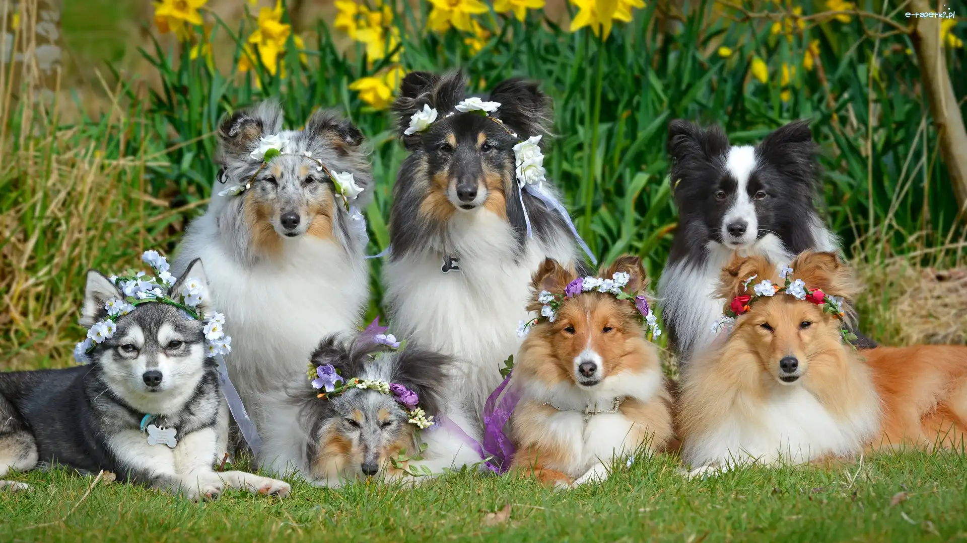 Psy, Border collie, Owczarki szetlandzkie, Kwiaty, Wianki