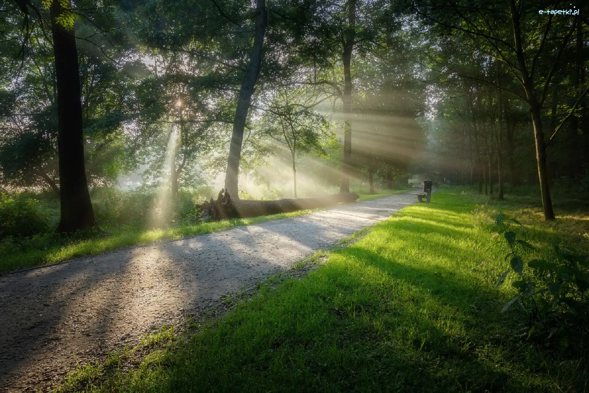 Promienie słońca, Drzewa, Ławka, Droga, Park, Drzewo, Powalone