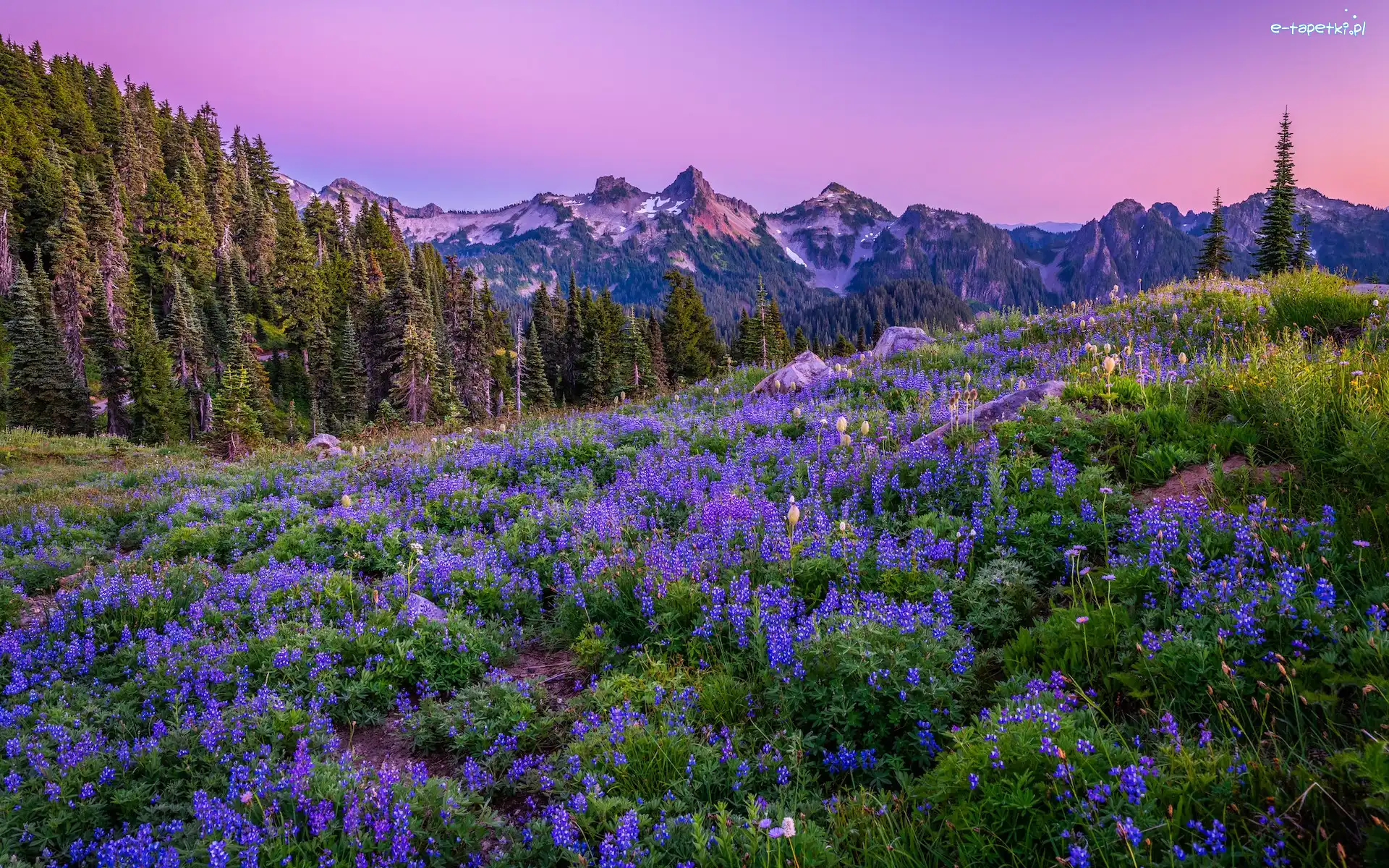 Kwiaty, Drzewa, Stany Zjednoczone, Stan Waszyngton, Łąka, Łubiny, Park Narodowy Mount Rainier, Góry