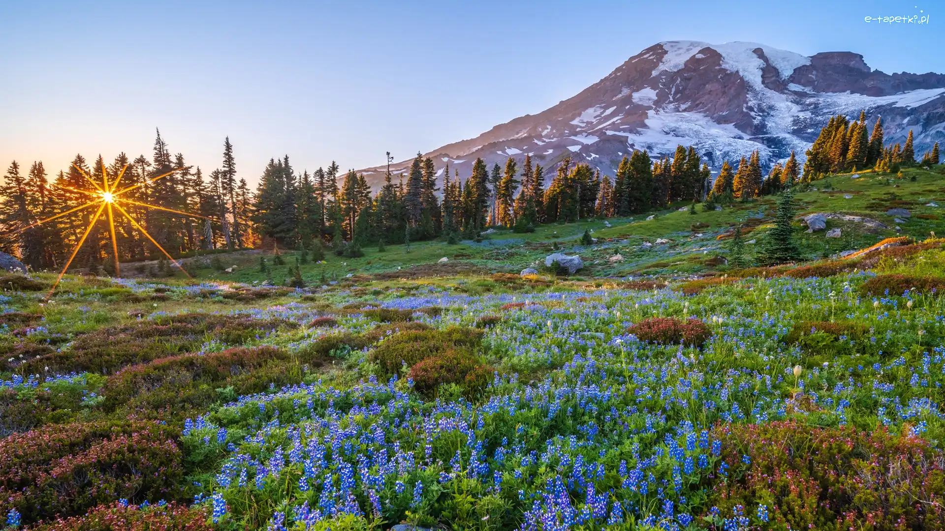 Stany Zjednoczone, Stan Waszyngton, Szczyt, Góra, Park Narodowy Mount Rainier, Promienie słońca, Łąka, Mount Rainier, Kwiaty