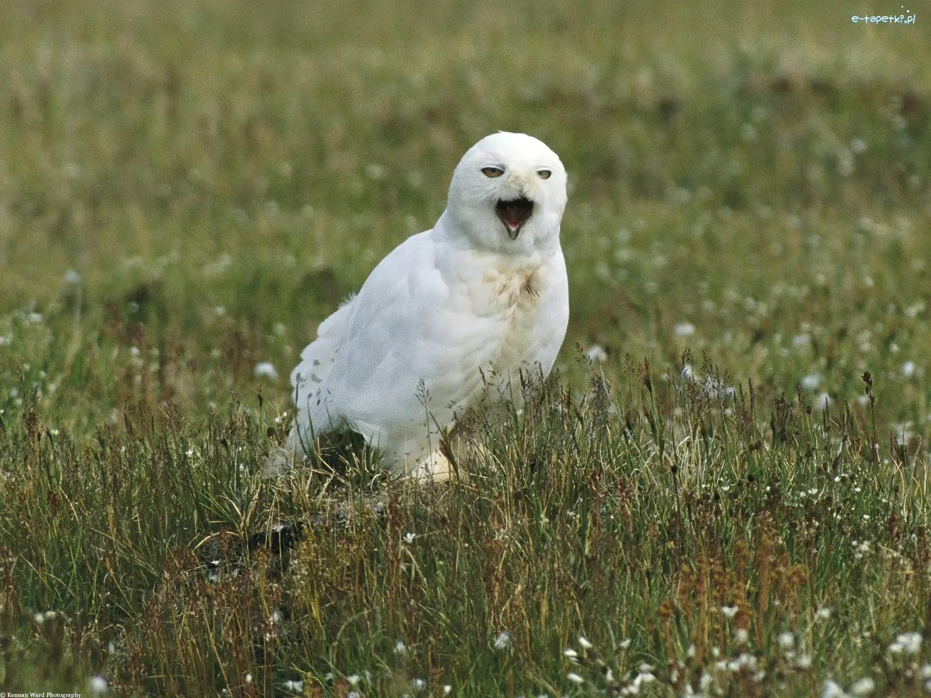 łąka, biała, Sowa