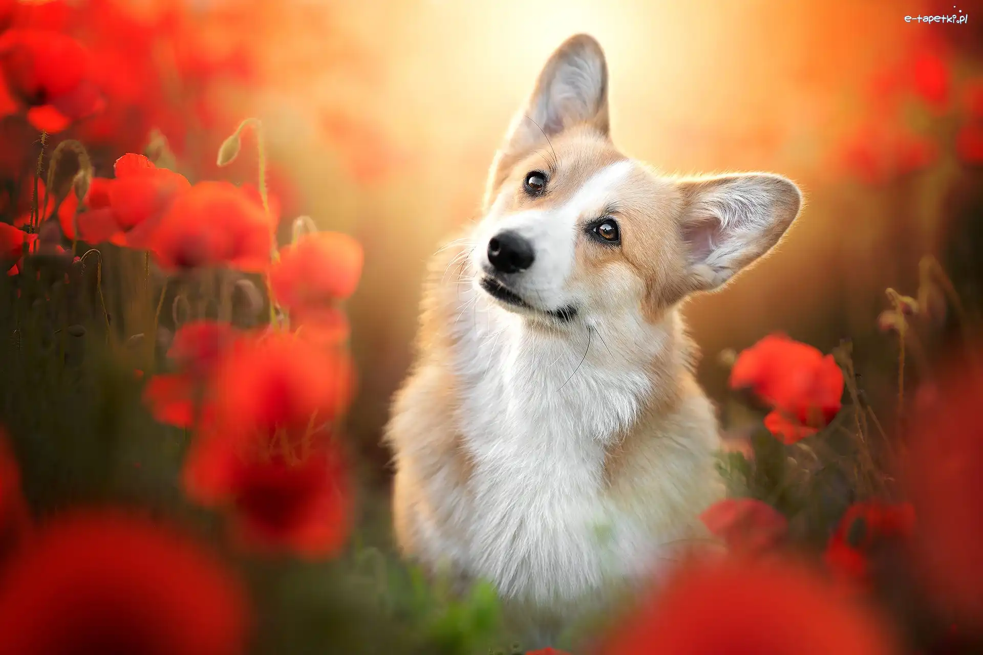 Welsh corgi pembroke, Maki, Kwiaty, Pies