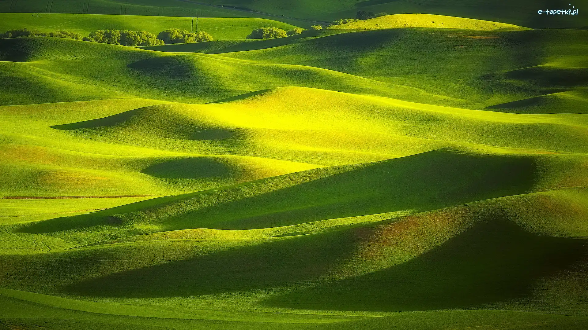 Stany Zjednoczone, Drzewa, Wzgórza, Łąki, Pola, Stan Waszyngton, Palouse