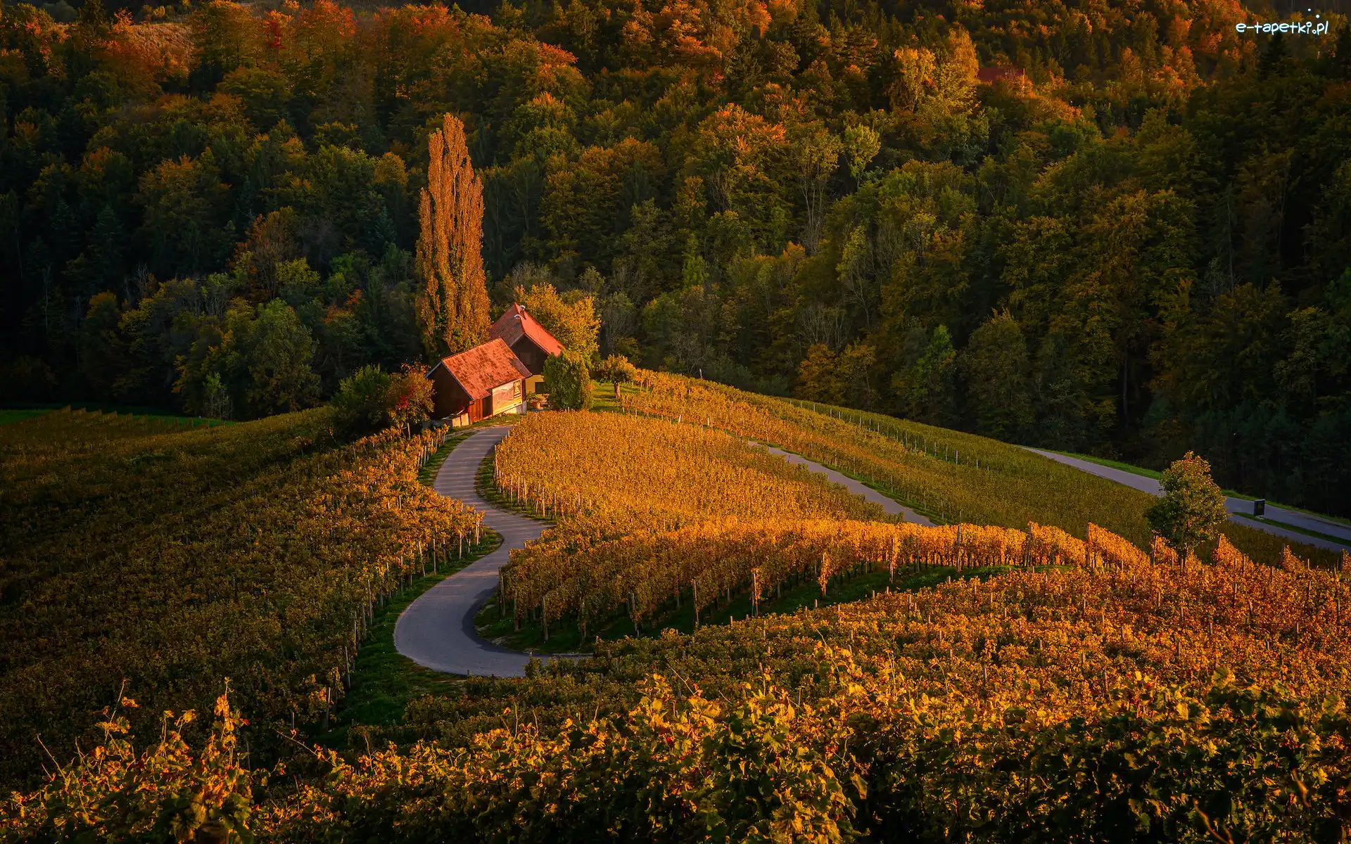 Plantacja, Las, Drzewa, Serce, Wieś Spicnik, Gmina Kungota, Pole, Dom, Droga, Słowenia, Winnica, Jesień