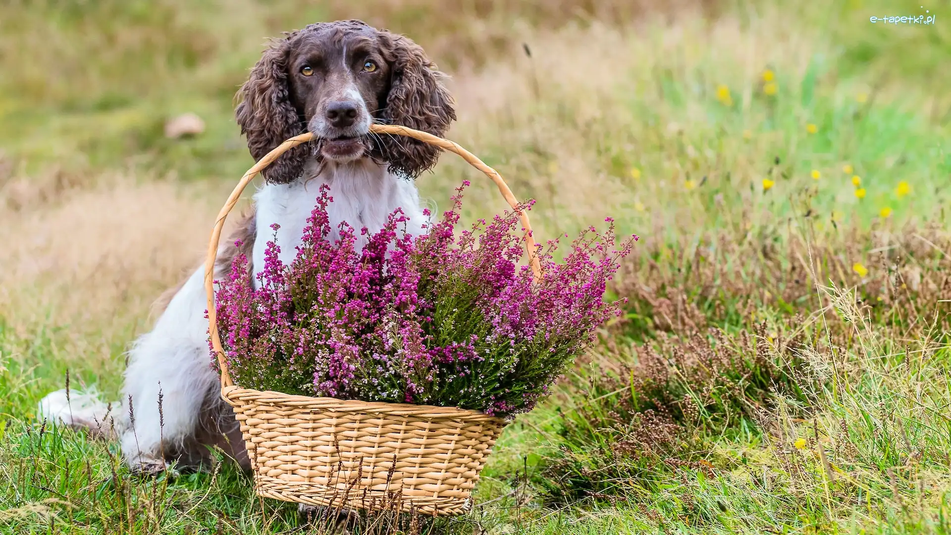 Springer spaniel angielski, Wrzosy, Koszyk, Pies