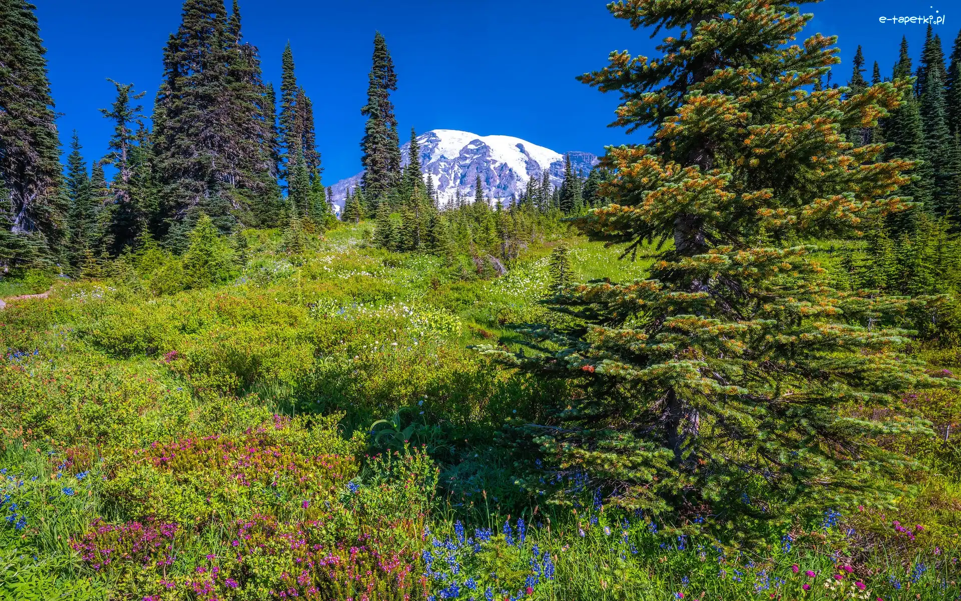 Trawa, Kwiaty, Park Narodowy Mount Rainier, Stratowulkan Mount Rainier, Łąka, Stany Zjednoczone, Stan Waszyngton, Góry, Świerki