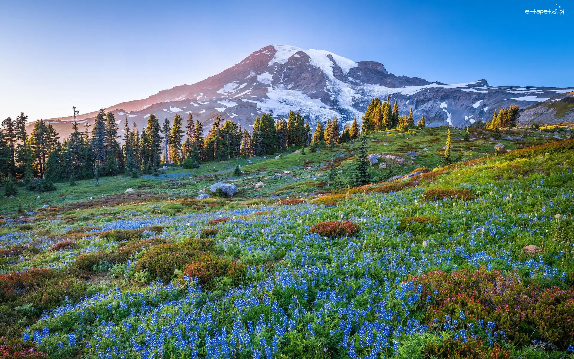 Kwiaty, Góry, Łubin, Mount Rainier, Stany Zjednoczone, Drzewa, Niebieskie, Stan Waszyngton, Łąka, Stratowulkan, Park Narodowy Mount Rainier