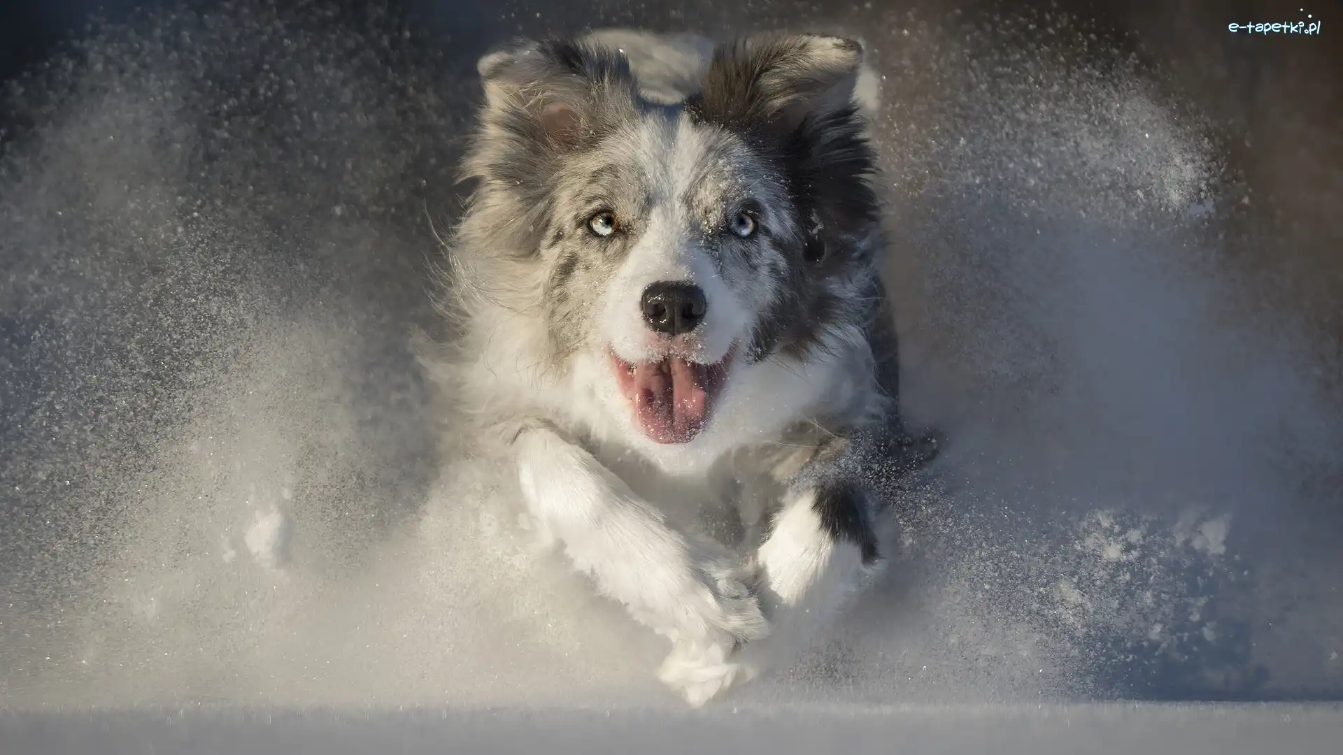 Bieg, Śnieg, Zima, Border collie