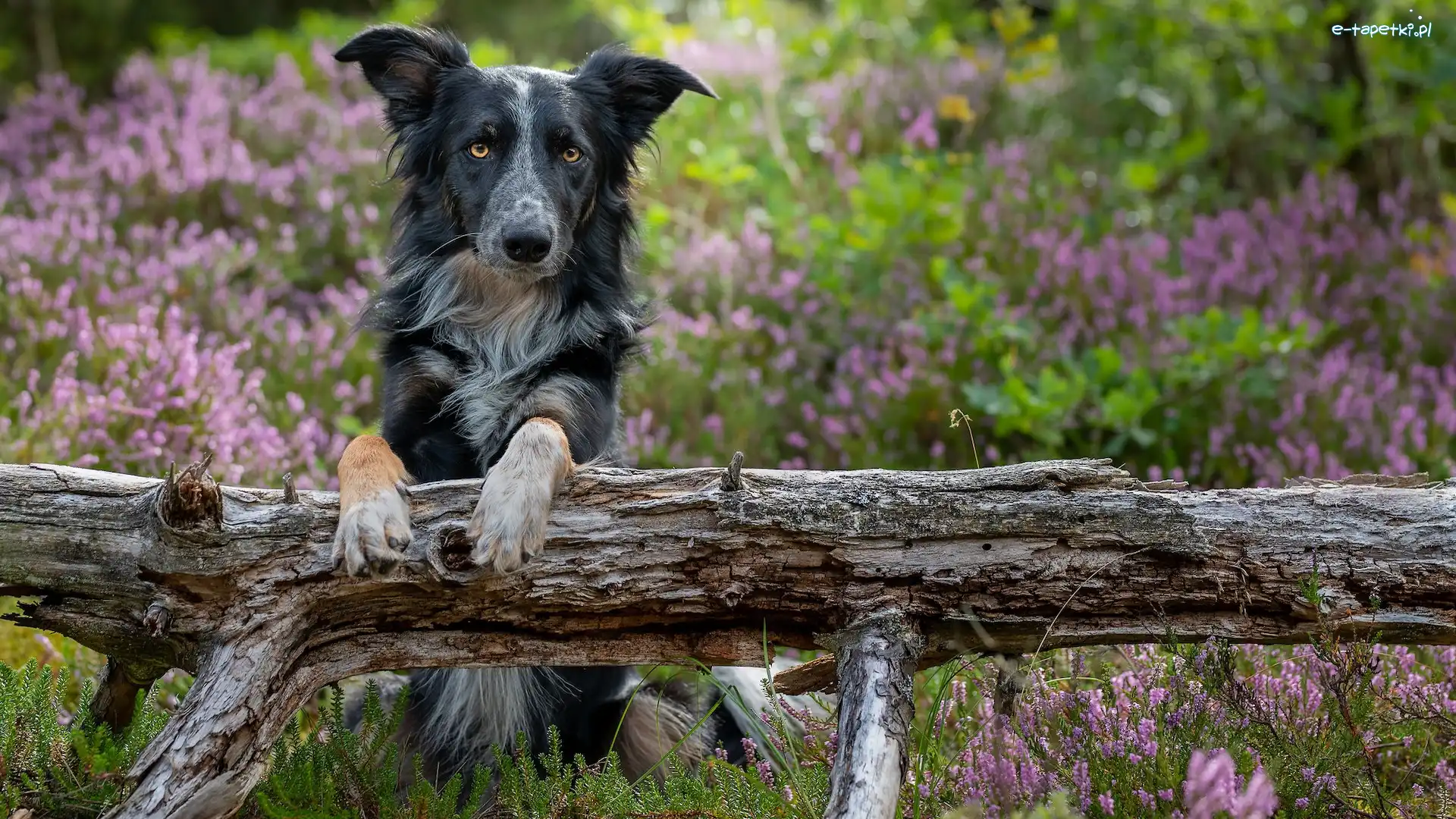 Border collie, Wrzosy, Konar, Pies