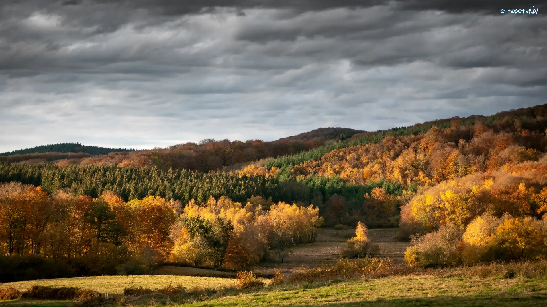 Lasy, Drzewa, Kolorowe, Jesień