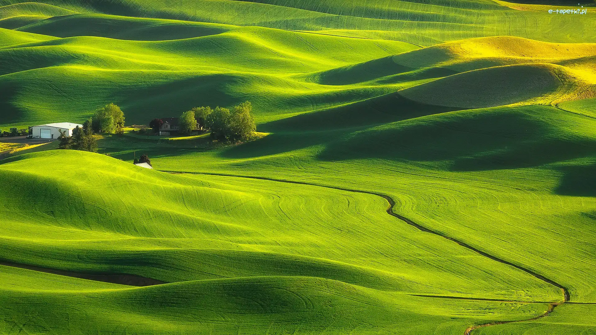 Wzgórza, Łąki, Stany Zjednoczone, Stan Waszyngton, Drzewa, Farma, Palouse, Pola